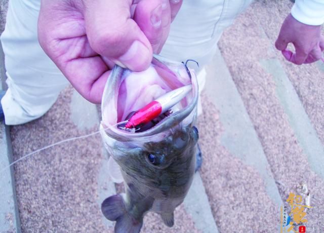 初冬路亚黑鲈，我要先看看这份指南，省得白去一趟