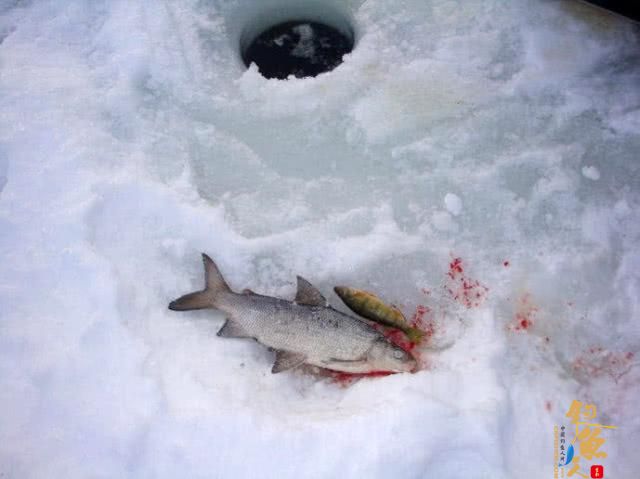 此鱼吃食凶猛，适合冰钓，成鱼最大才2斤，路亚鲈鱼
