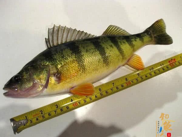 此鱼吃食凶猛，适合冰钓，成鱼最大才2斤，路亚鲈鱼