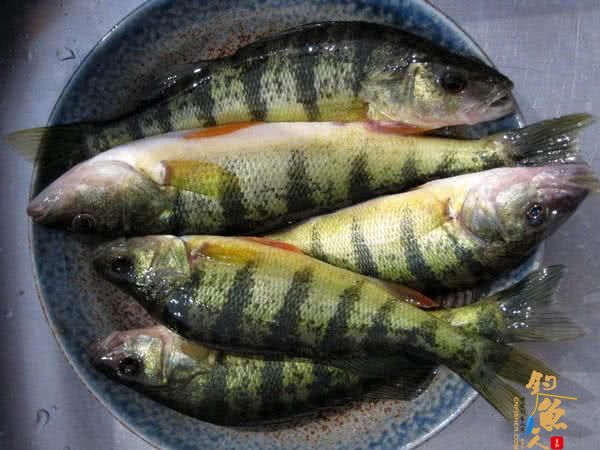 此鱼吃食凶猛，适合冰钓，成鱼最大才2斤，路亚鲈鱼