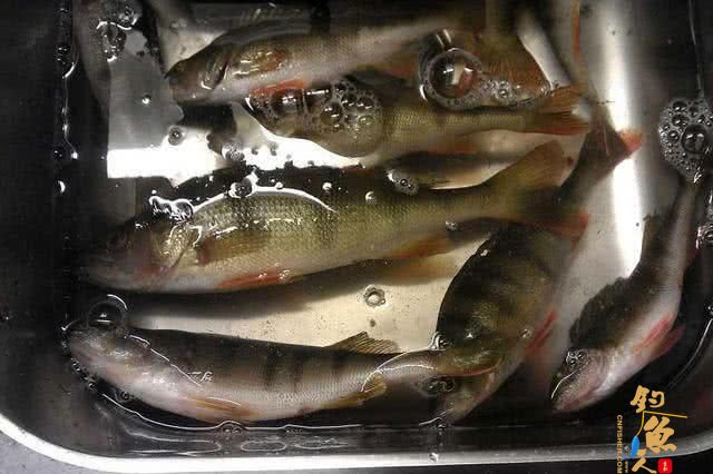 此鱼吃食凶猛，适合冰钓，成鱼最大才2斤，路亚鲈鱼