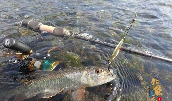 路亚马口鱼最全技巧，时间标点线组技巧