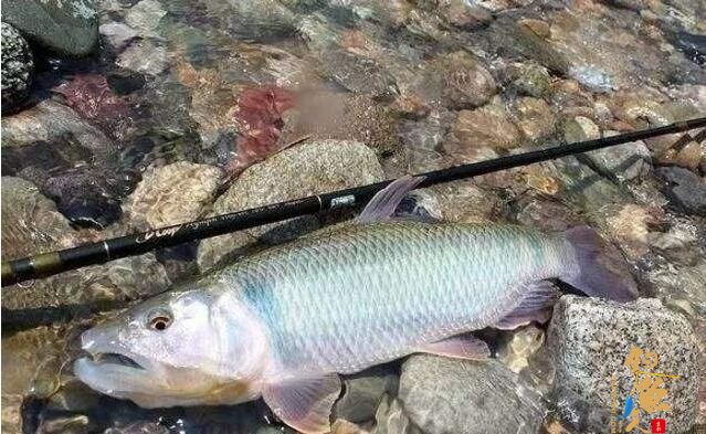 路亚马口鱼最全技巧，时间标点线组技巧