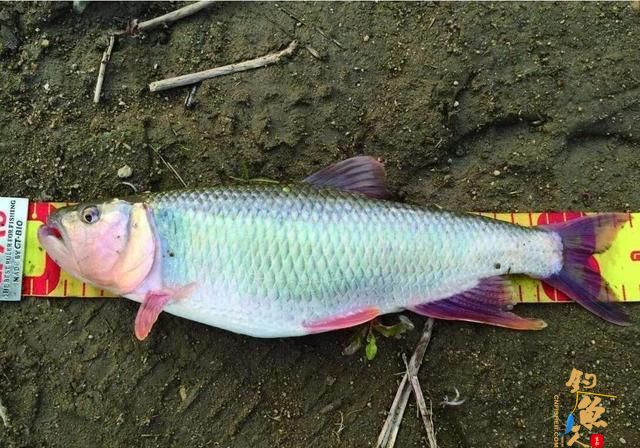 路亚马口鱼最全技巧，时间标点线组技巧