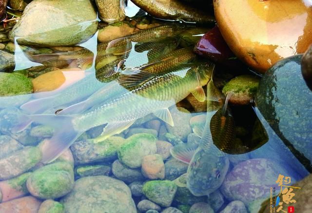 想要钓马口？路亚马口的3个实用技巧