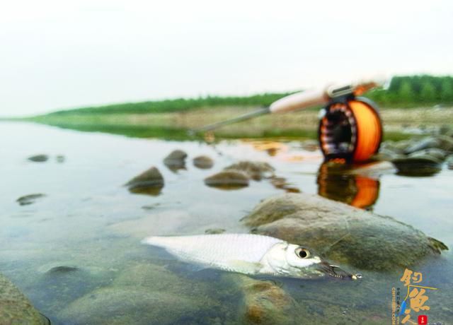 想要钓马口？路亚马口的3个实用技巧