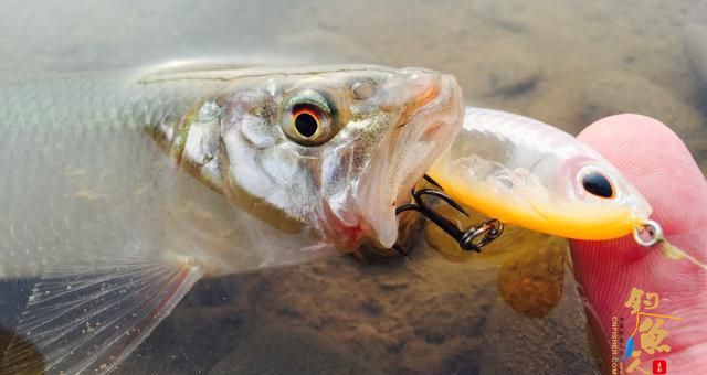 想要钓马口？路亚马口的3个实用技巧