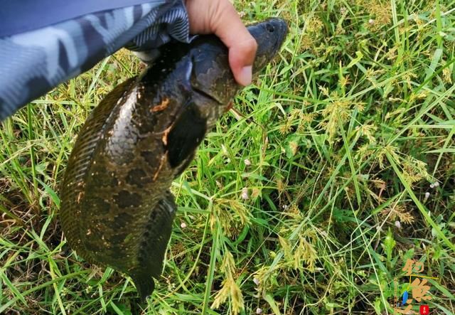 钓黑鱼用手竿还是路亚？钓法不重要，掌握这些核心技巧