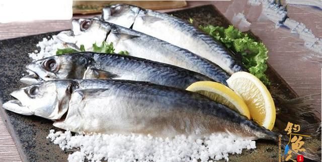 如何海钓鲜美的鲐鲅鱼？