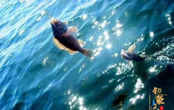 海钓时,如何拉流钓黑鮶?