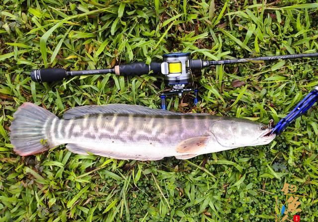 路亚3要素:耐心、信心、细心;做人做事也亦如此