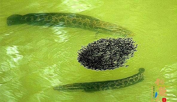 鱼类的残暴程度有多大？随意捕杀同类，六亲不认，动态图