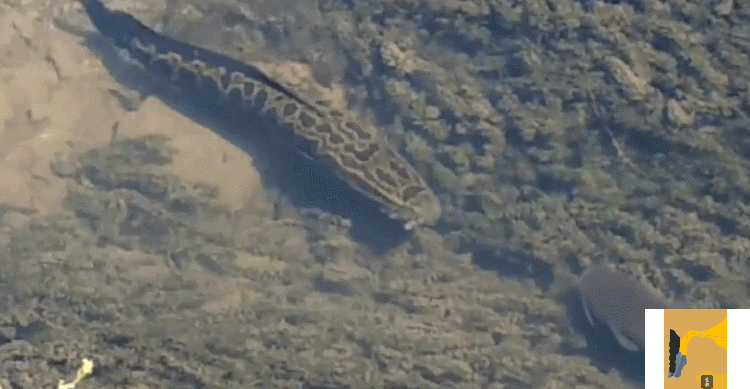 鱼类的残暴程度有多大?随意捕杀同类,六亲不认,动态图