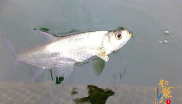 鱼类的残暴程度有多大？随意捕杀同类，六亲不认，动态图