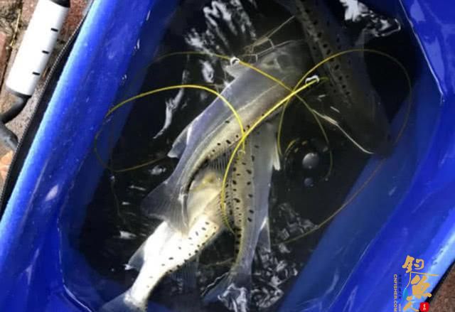 为什么国内路亚总是钓不到鱼，需要克服哪些难关