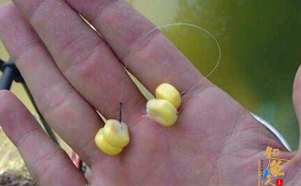 钓鱼调漂:都是调几钓几,双饵状态一样吗