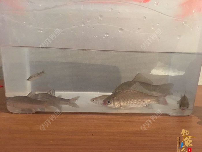 调四钓二是什么？怒怼调四钓二