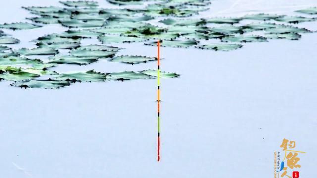 秋季野钓你还在用调四钓二吗？ 这样调漂，连杆不断