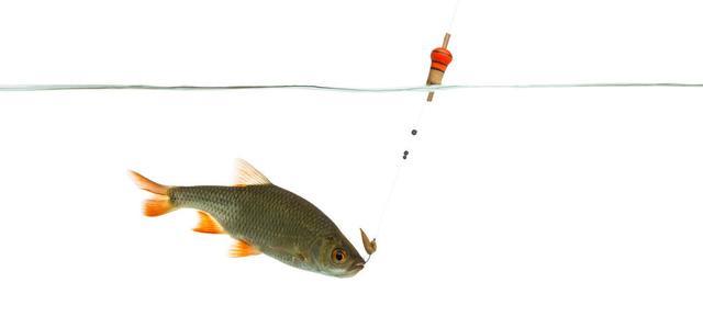 从调四钓二分析，钓过灵和过钝对鱼情的影响