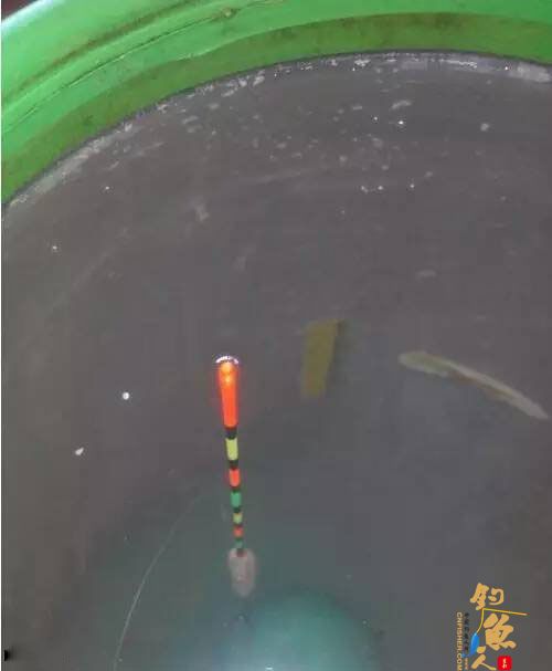 半水调漂第一步、铅皮调整好，空钩。浮漂是平水，两支钩悬浮在水里