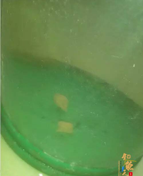 半水调漂 第五步、我们把带饵的线组投入水里