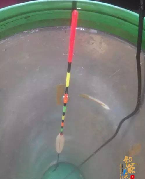 半水调漂 第七步、现在不论鱼吃哪个饵，浮漂都会迅速上升