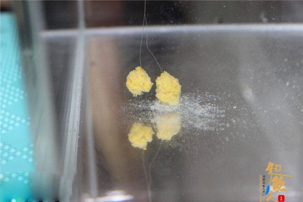 简单通用的台钓调漂方法 四、挂双饵找底