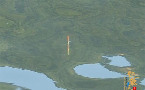 用拉饵钓鱼应该如何调漂？判断双饵到底还是单饵到底