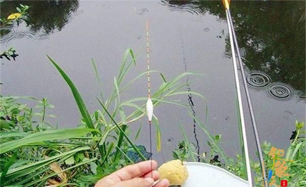 麻团钓，包食钓，浮漂应该怎么调漂