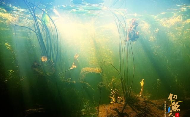 酱层水底，掌握4条诱因，熟读4个技巧，找实底钓鱼很轻松