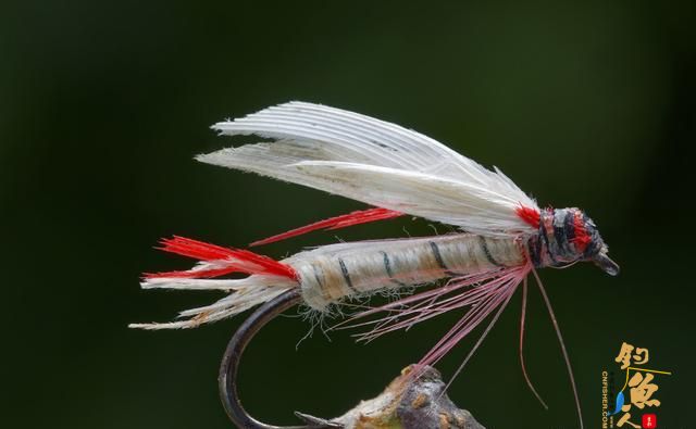 飞蝇钩的选择，助投器的改装，飞蝇线组的使用