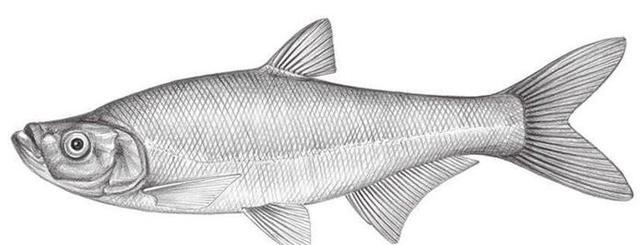 四季路亚翘嘴不同季节的标点选择，把握翘嘴窗口期