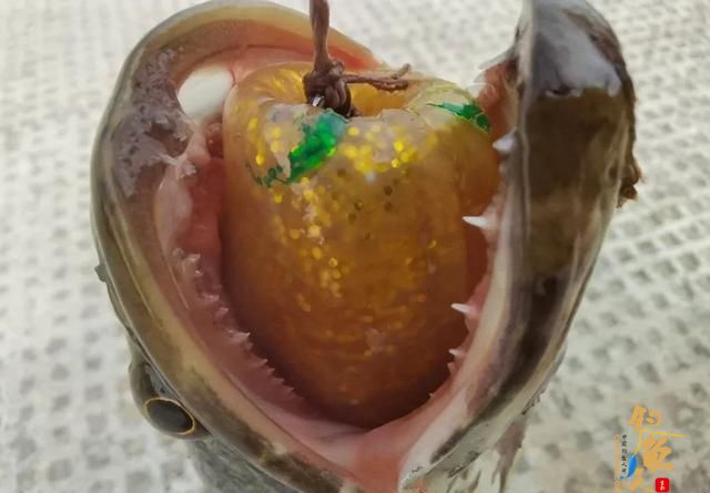 雷强黑鱼时为何总脱钩？详解跑鱼的主要原因和调整