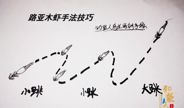 鱿鱼抱着猎物进食，因此诞生一种木虾钓法