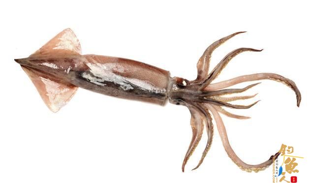 鱿鱼抱着猎物进食，因此诞生一种木虾钓法