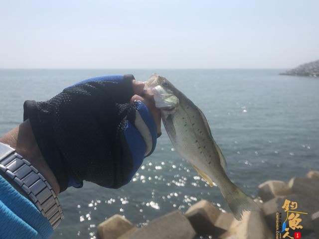 矶钓最主要的就是这几个动作的连贯配合,我先从入门讲起