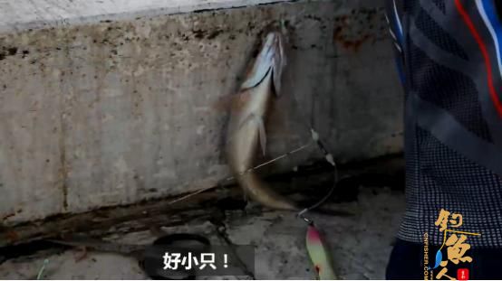 有大有小才是海钓常态,摄影小哥的日常
