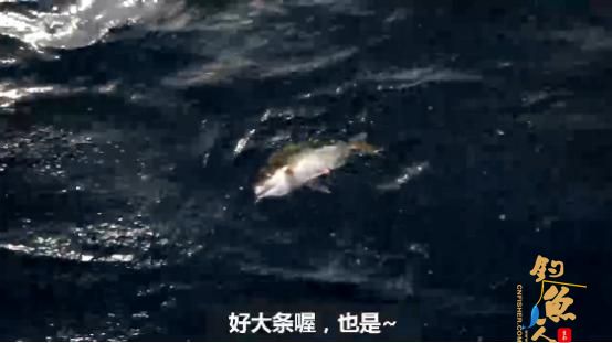 有大有小才是海钓常态,摄影小哥的日常