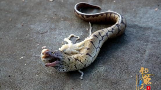 有大有小才是海钓常态,摄影小哥的日常