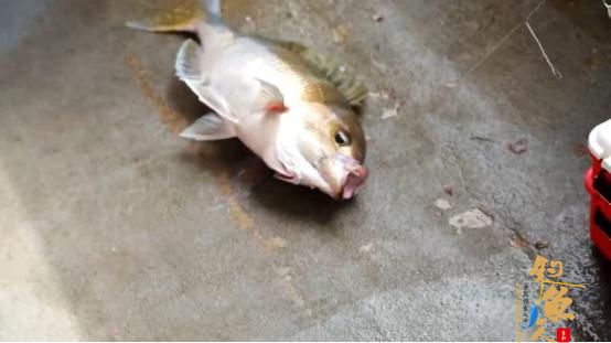 有大有小才是海钓常态,摄影小哥的日常