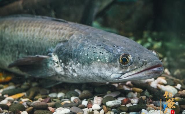 新手学路亚从哪里入手？老钓友带你了解这些路亚的目标鱼--黑鱼