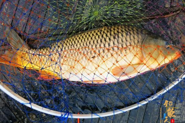 三伏天钓鱼，钓位的选择方法