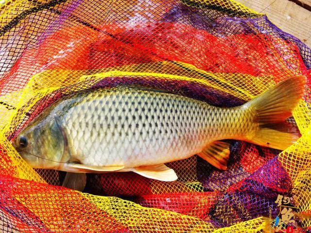 三伏天钓鱼，钓位的选择方法