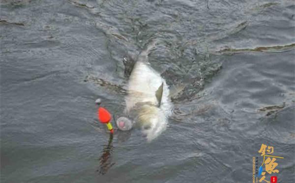 夏季水库钓鲢鳙，还是这招实用