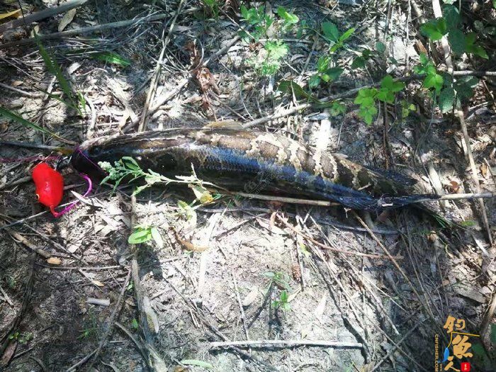 转文:路亚是个传说,路亚是种精神!