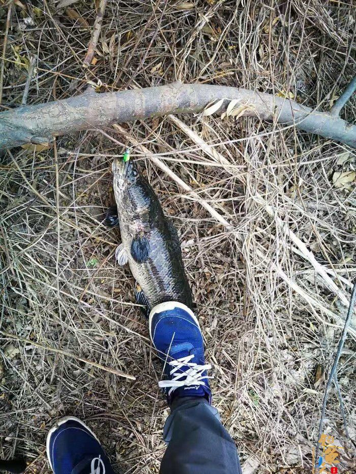 转文:路亚是个传说,路亚是种精神!