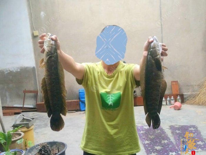 转文:路亚是个传说,路亚是种精神!