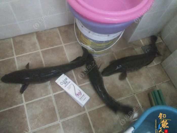 转文:路亚是个传说,路亚是种精神!