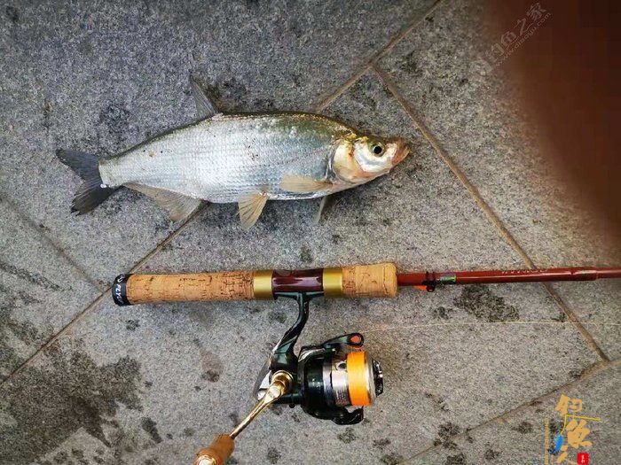 转文:路亚是个传说,路亚是种精神!