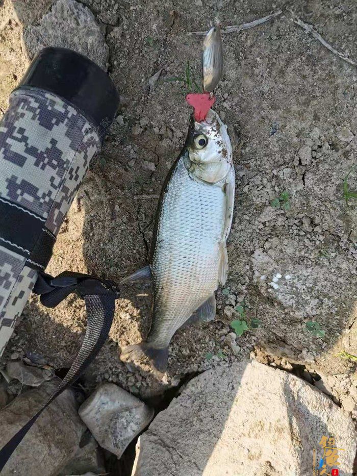 转文:路亚是个传说,路亚是种精神!